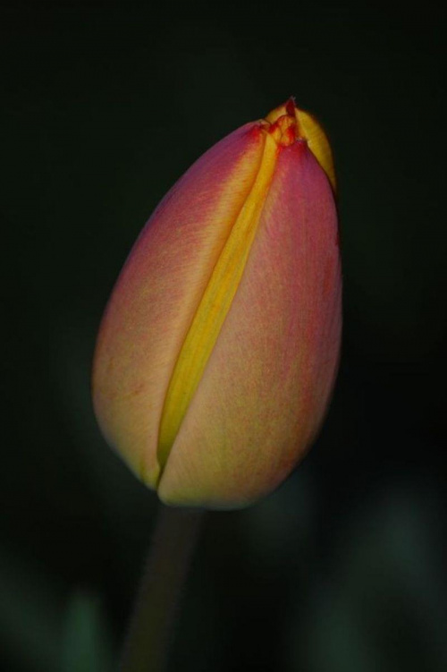 Tulipan #Makro #kwiat