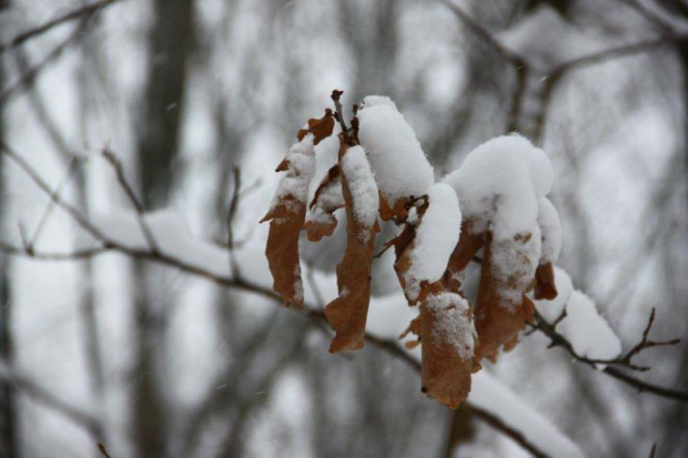 Świętochłowice w woj. śląskim. Grubość pokrywy śnieżnej 11 cm. 14 stycznia 2012 r. #GórnyŚląsk #Śląsk #śnieg #zima