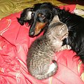 Koty do adopcji #adopcja #adopcje #Gliwice #kocięta #kot #kotki #koty #pomoc #przygarnę #schronisko #zaadoptuję #zwierzęta
