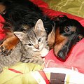 Koty do adopcji #adopcja #adopcje #Gliwice #kocięta #kot #kotki #koty #pomoc #przygarnę #schronisko #zaadoptuję #zwierzęta