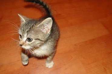 Koty do adopcji #adopcja #adopcje #Gliwice #kocięta #kot #kotki #koty #pomoc #przygarnę #schronisko #zaadoptuję #zwierzęta