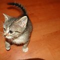 Koty do adopcji #adopcja #adopcje #Gliwice #kocięta #kot #kotki #koty #pomoc #przygarnę #schronisko #zaadoptuję #zwierzęta