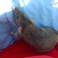 #szczur #gem #james #artur #rat