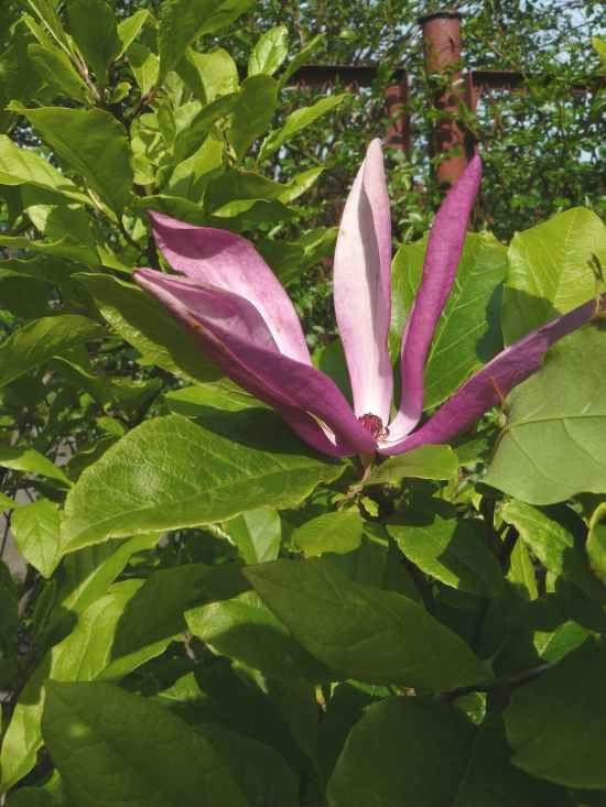 Magnolia