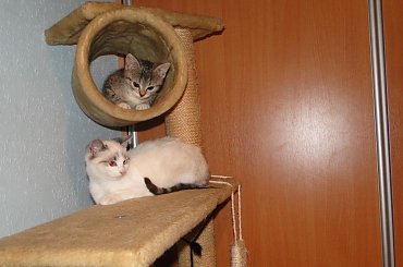 Koty do adopcji #adopcja #adopcje #Gliwice #kocięta #kot #kotki #koty #pomoc #przygarnę #schronisko #zaadoptuję #zwierzęta