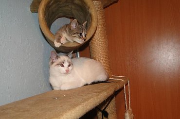 Koty do adopcji #adopcja #adopcje #Gliwice #kocięta #kot #kotki #koty #pomoc #przygarnę #schronisko #zaadoptuję #zwierzęta
