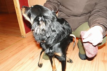 Koty do adopcji #adopcja #adopcje #Gliwice #kocięta #kot #kotki #koty #pomoc #przygarnę #schronisko #zaadoptuję #zwierzęta