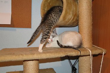 Koty do adopcji #adopcja #adopcje #Gliwice #kocięta #kot #kotki #koty #pomoc #przygarnę #schronisko #zaadoptuję #zwierzęta