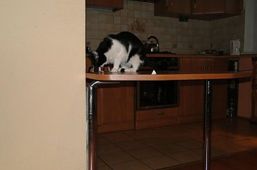 Koty do adopcji #adopcja #adopcje #Gliwice #kocięta #kot #kotki #koty #pomoc #przygarnę #schronisko #zaadoptuję #zwierzęta