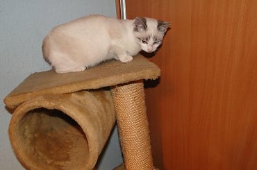 Koty do adopcji #adopcja #adopcje #Gliwice #kocięta #kot #kotki #koty #pomoc #przygarnę #schronisko #zaadoptuję #zwierzęta