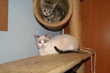 Koty do adopcji #adopcja #adopcje #Gliwice #kocięta #kot #kotki #koty #pomoc #przygarnę #schronisko #zaadoptuję #zwierzęta