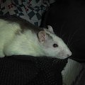 Tulio z Borysem #rat #rats #szczur #szczury