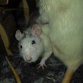 Tulio z Borysem #rat #rats #szczur #szczury