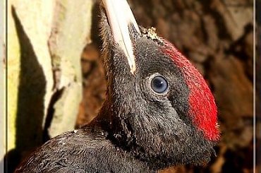 dzieciołek.. portrecik #ptak #dzięcioł #DzięciołCzarny