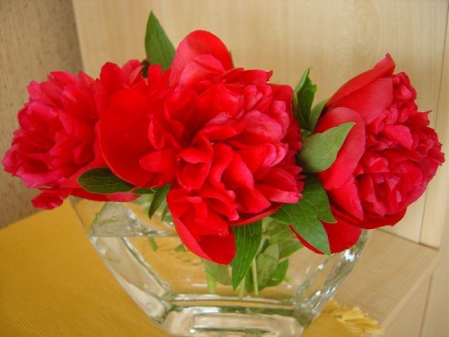 #Piwonie #przyroda #kwiaty #czerwień #wazon