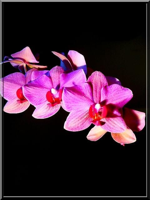 obydwa storczyki w pełnym rozkwicie.. to ten różowy #storczyk #orchidea #kwiat