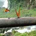motylki - jedne z milionów w parku