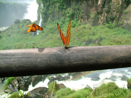 motylki - jedne z milionów w parku