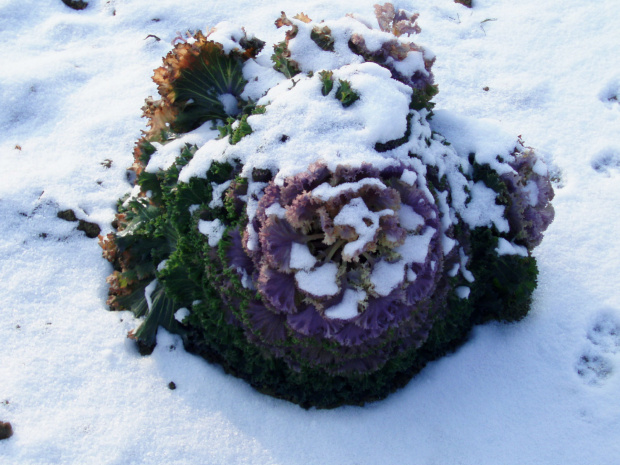 Ozdobna kapusta pod śniegiem