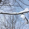 Olbrzymi jaszczur rozłożył się na gałęzi :)) #zima #śnieg #szadź #GóryIzerskie