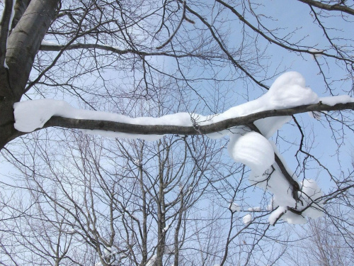 Olbrzymi jaszczur rozłożył się na gałęzi :)) #zima #śnieg #szadź #GóryIzerskie