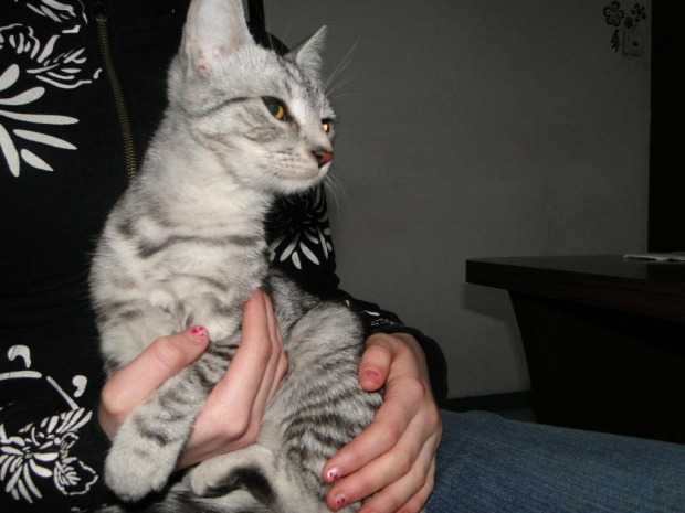Koty do adopcji