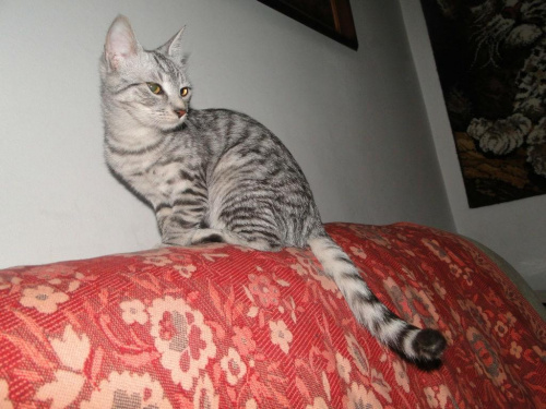 Koty do adopcji