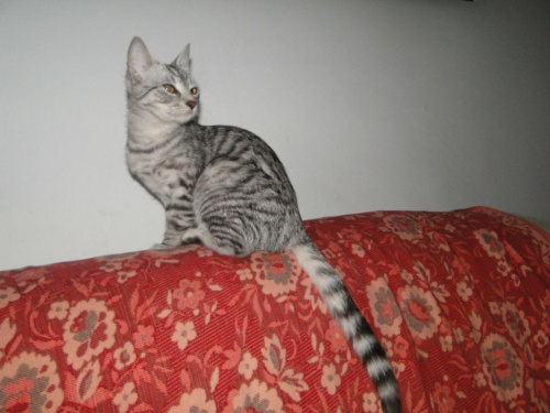 Koty do adopcji