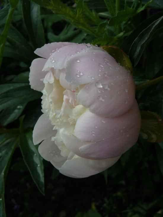 Peonia