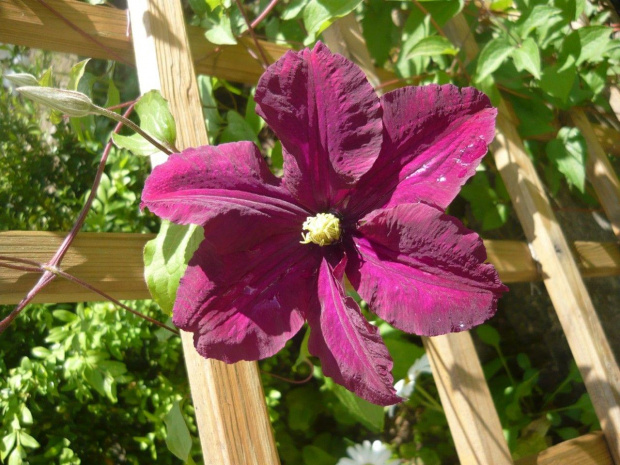 clematis:)