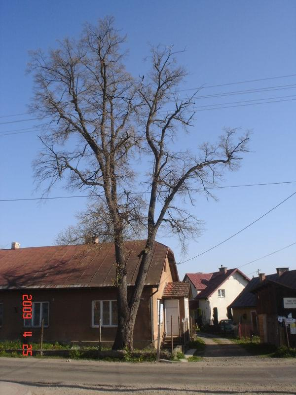 wycinka lipy w Zręcinie przy ul. Koscielnej