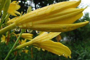 #jaba #jaba55 #rośliny #flora #piękne