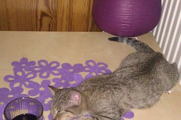 Koty do adopcji #adopcja #adopcje #Gliwice #kocięta #kot #kotki #koty #pomoc #przygarnę #schronisko #zaadoptuję #zwierzęta