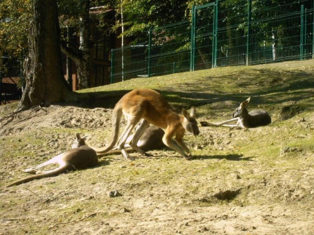 Kangurki grzały się na słońcu #zwierzęta
