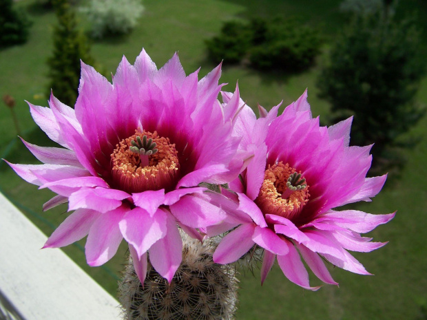 Echinocereus reichenbachii