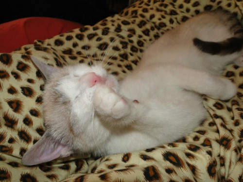 Koty do adopcji #adopcja #adopcje #Gliwice #kocięta #kot #kotki #koty #pomoc #przygarnę #schronisko #zaadoptuję #zwierzęta