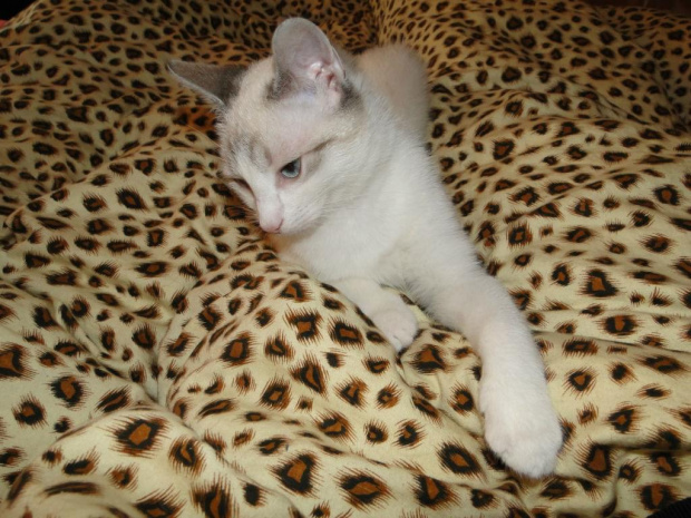 Koty do adopcji #adopcja #adopcje #Gliwice #kocięta #kot #kotki #koty #pomoc #przygarnę #schronisko #zaadoptuję #zwierzęta
