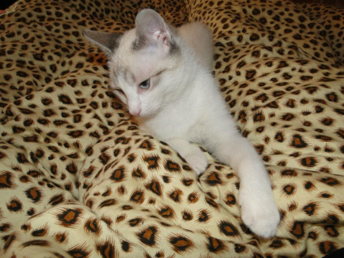 Koty do adopcji #adopcja #adopcje #Gliwice #kocięta #kot #kotki #koty #pomoc #przygarnę #schronisko #zaadoptuję #zwierzęta