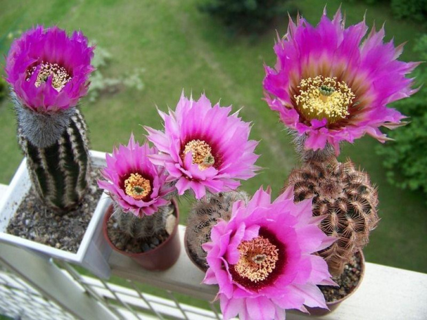 Echinocereus