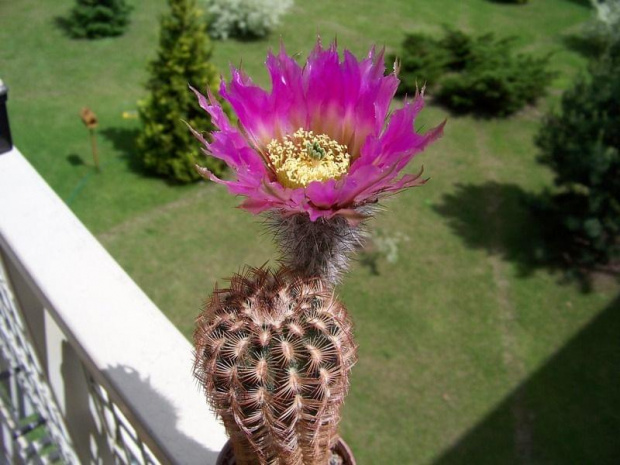 Echinocereus