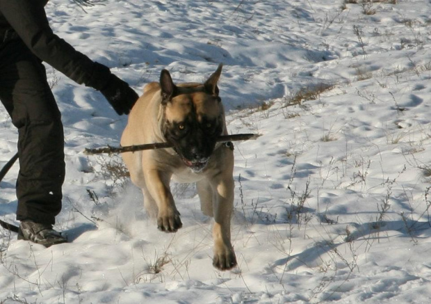 Boerboel Shek Szejk #boerboel #Gdańsk #mastif #pies #Polska #rpa