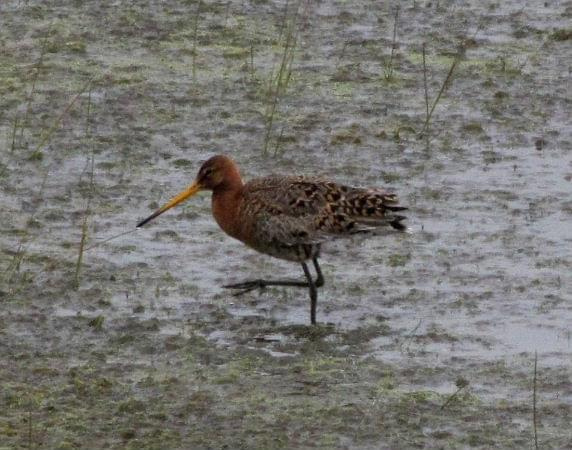 Rycyk (szlamik rycyk) (Limosa limosa) #ptaki #rycyk #natura #przyroda