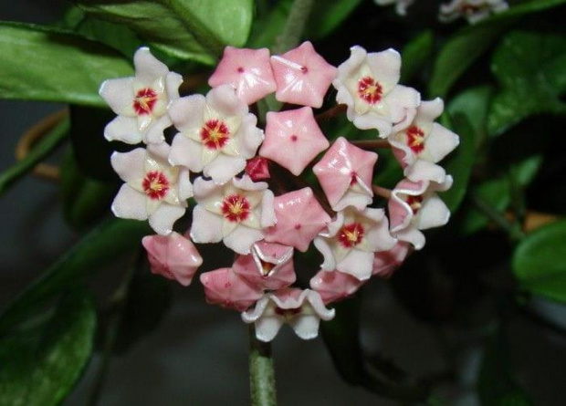 Hoya carnosa