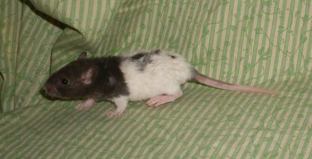 SZCZURY