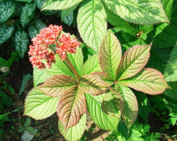 Rodgersia Maurice Mason