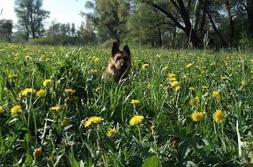 sabuś wśród mleczy #owczarki #pieski #psiaki #psy #OwczarkiNiemieckie #mlecze #kwiaty #kwiatki #KwiatyPolne