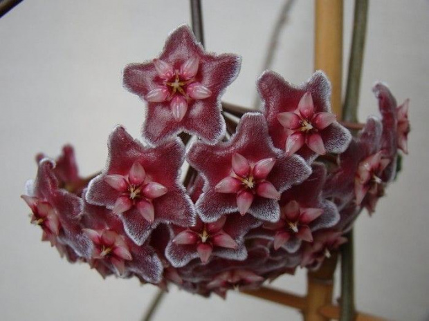 Hoya pubicalyx 'silver pink'