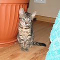 #koty #kot #adopcja #adopcje #zwierzęta #pomoc #Gliwice #schronisko #zaadoptuję #przygarnę #kotki #kocięta