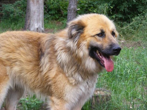 Kaszmir w typie leonberger 18.06.2009r