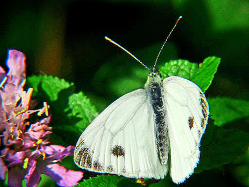 Piękne motylki #MOTYLE